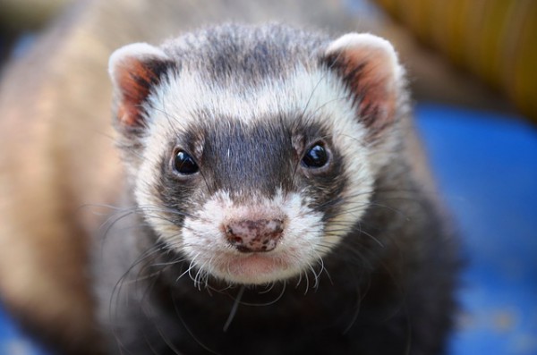 ferret