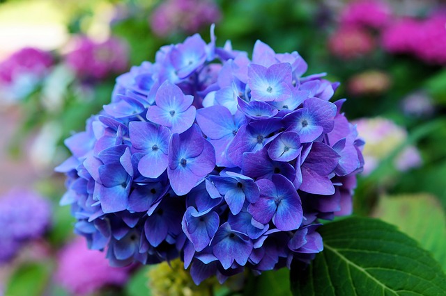 hydrangea-377429_640