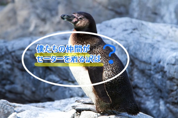 まじめなお話 ペンギンがセーターを着る訳とは Knit Magazine