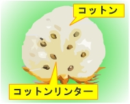 コットンりんんたー