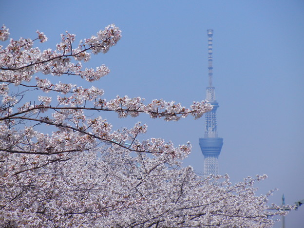 桜橋